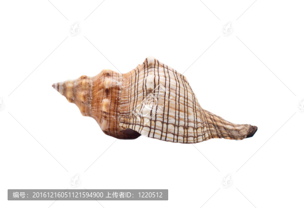 海貝