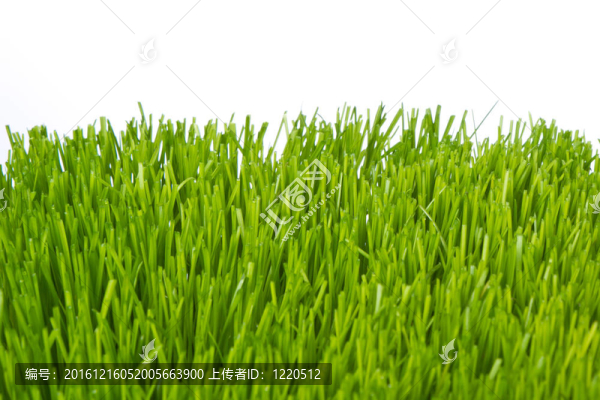 綠色的草