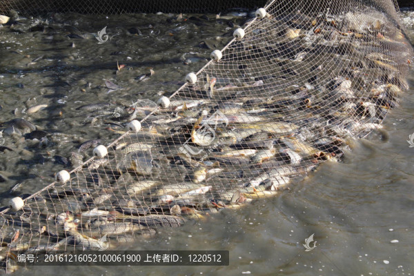 漂網(wǎng)全魚