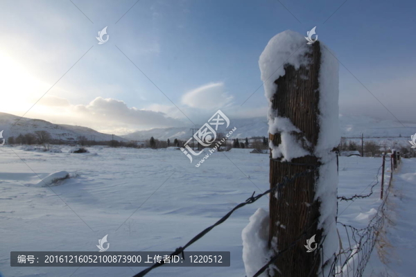 早晨雪