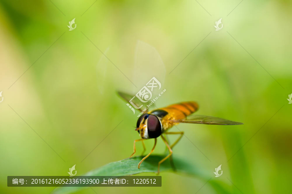 水果文件或綠色環(huán)?；ɑ軝n案