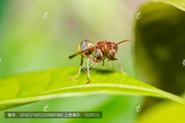 綠色或花園中的黃蜂