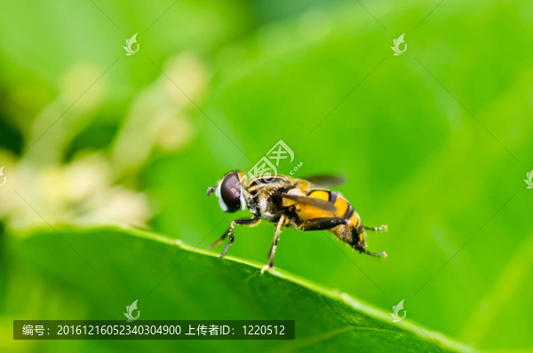 水果文件或綠色環(huán)?；ɑ軝n案