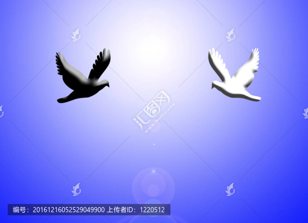 黑白鴿飛輕