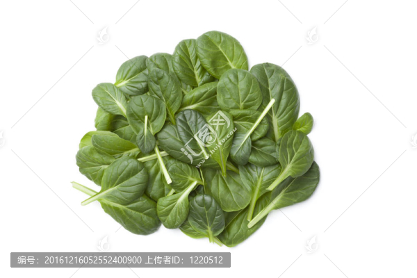 菲諾壁畫意大利生菜