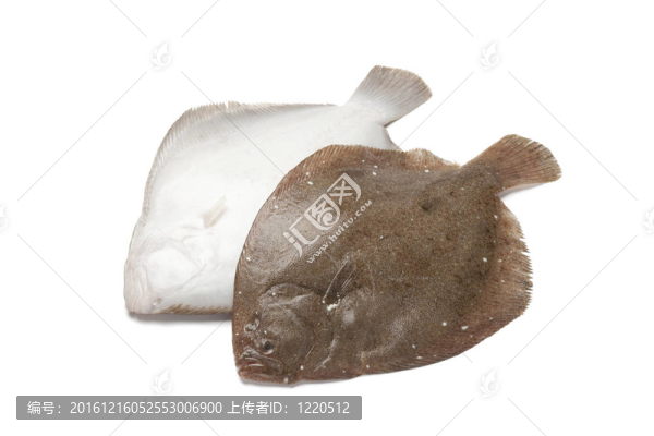 一個布里爾魚前后