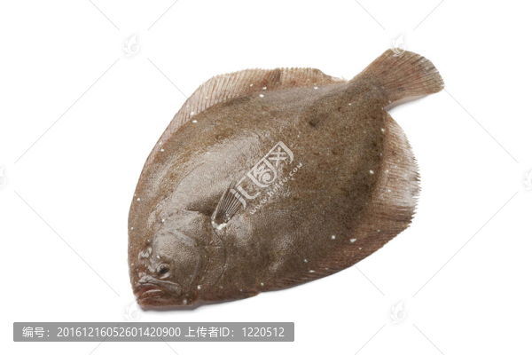 整個單布里爾魚
