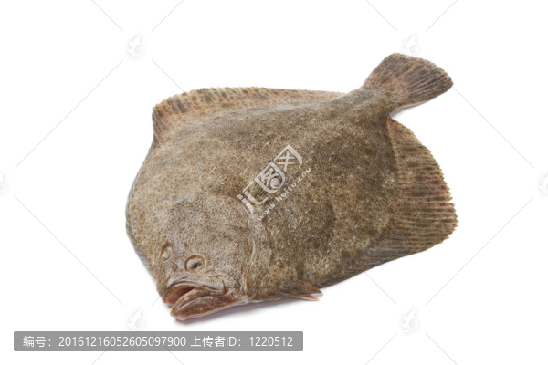 整個多寶魚單新鮮魚