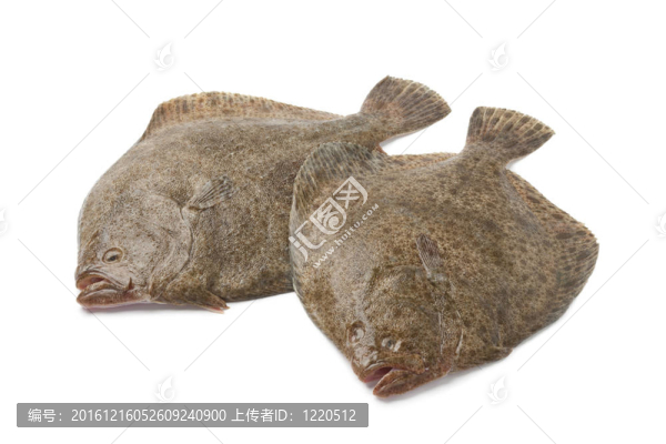 魚(yú)的新鮮多寶魚(yú)雙