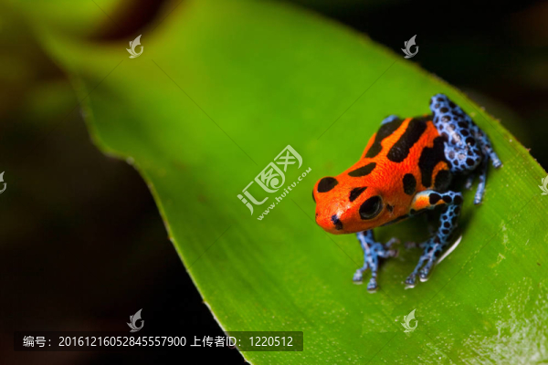 紅色的毒蛙