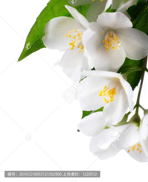 白色背景上的茉莉花
