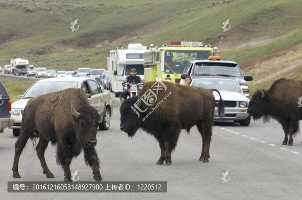 野牛在Yellowstone