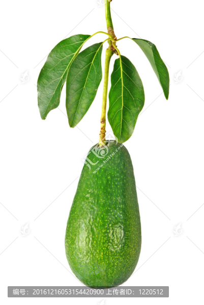 分支鱷梨