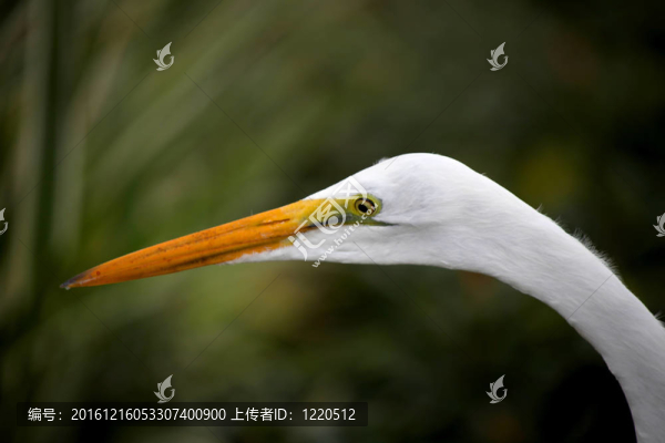 白鷺