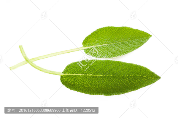 圣人