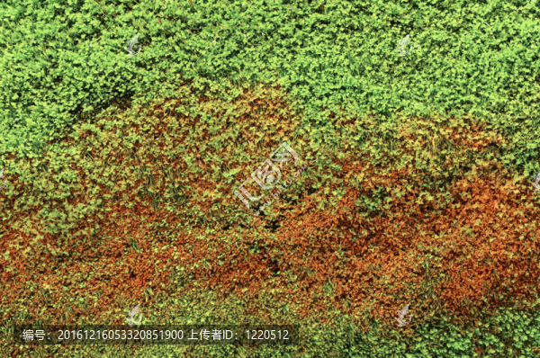 苔蘚；背景