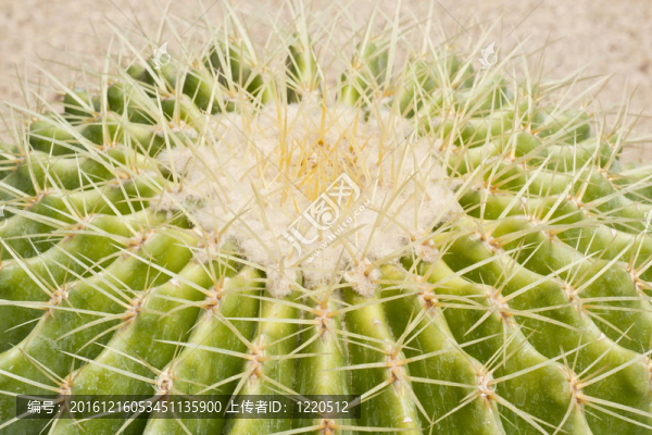 仙人掌