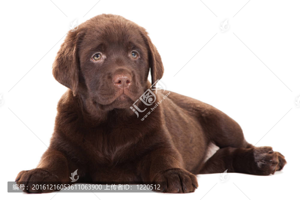 獵犬在孤立的白巧克力
