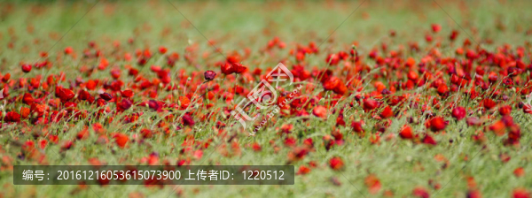 風(fēng)中的罌粟花