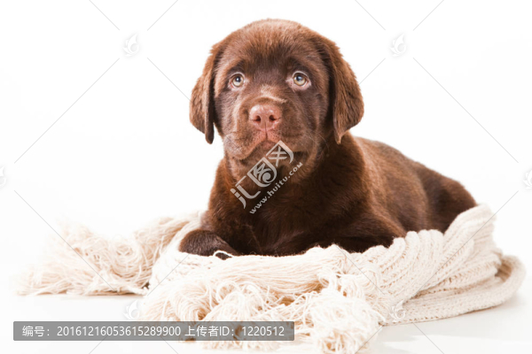 用羊毛圍巾在白巧克力獵犬