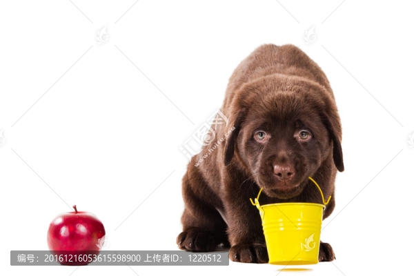 斗和蘋果巧克力獵犬小狗孤立的白色