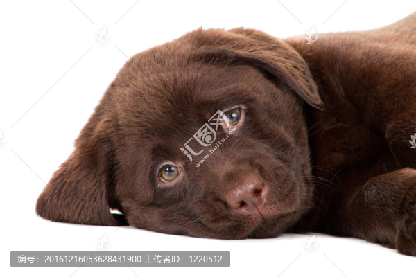 特寫肖像巧克力獵犬在孤立的白色