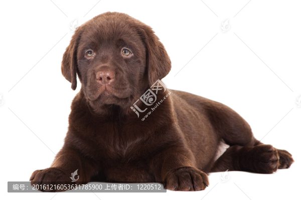 獵犬在孤立的白巧克力