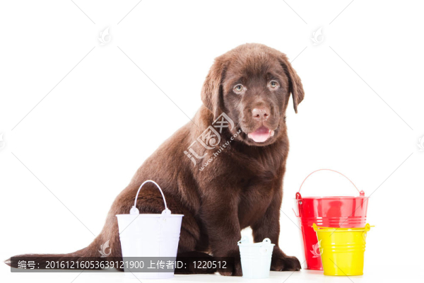獵犬三桶在孤立的白色