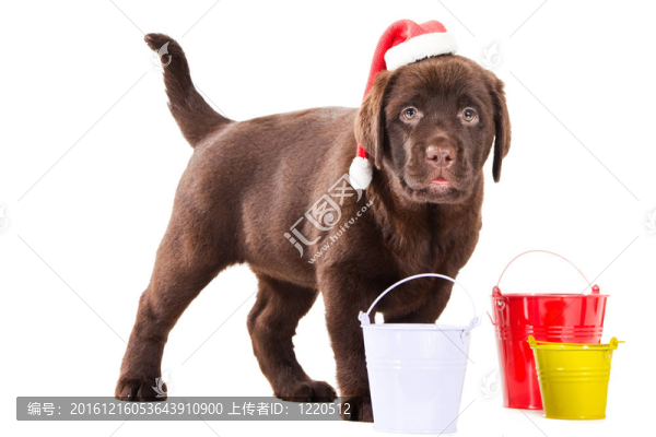 獵犬三桶在孤立的白色