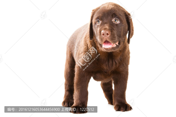 獵犬在孤立的白巧克力