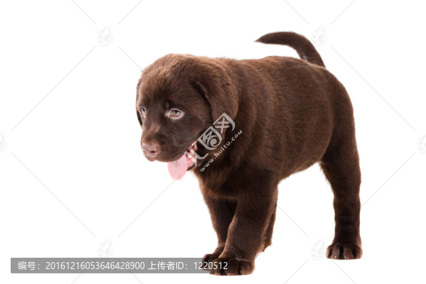 獵犬在孤立的白巧克力