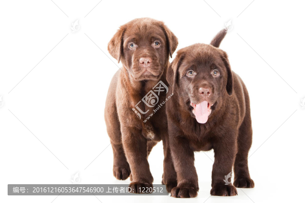 兩個(gè)巧克力獵犬的小狗在孤立的白色