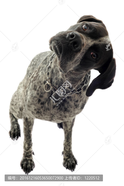德國短毛指示犬