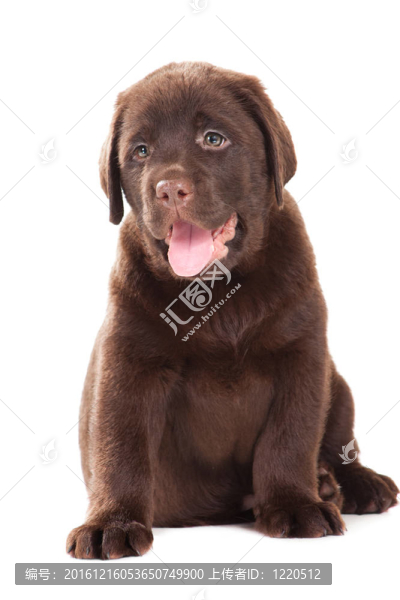 獵犬在孤立的白巧克力