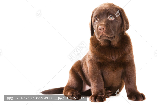 獵犬在孤立的白巧克力