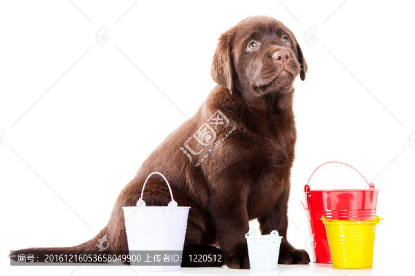 獵犬三桶在孤立的白色