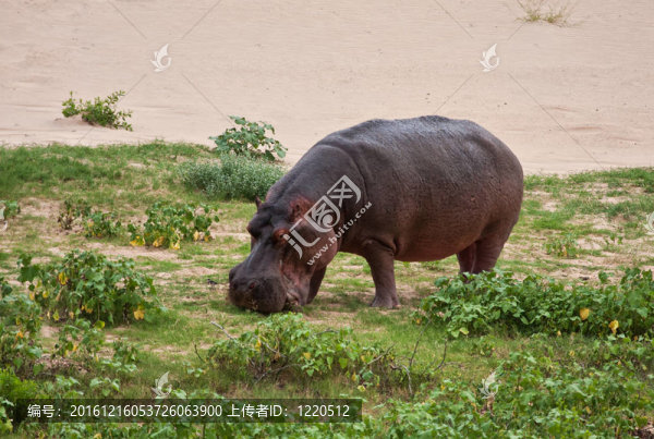 河馬吃青草