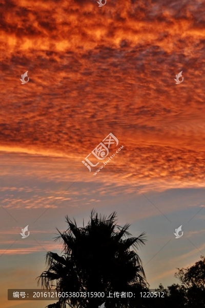 美麗的夕陽紅