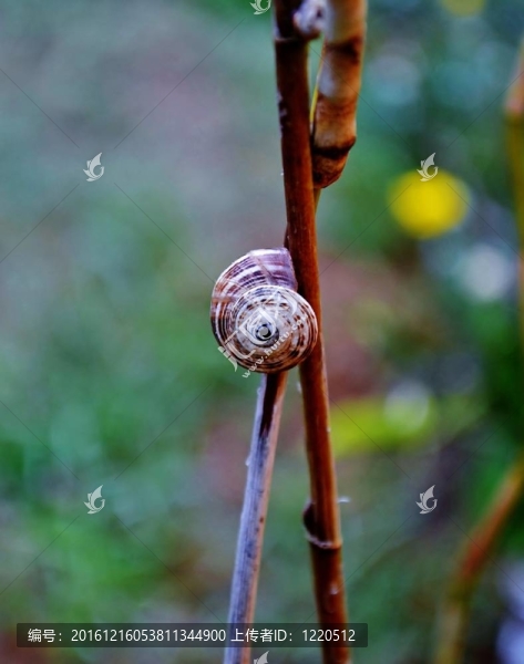 花園里的蝸牛