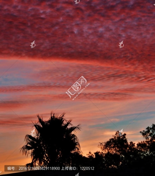美麗的夕陽紅