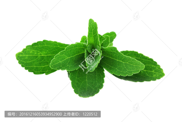 甜菊葉