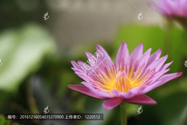 粉紅色的荷花
