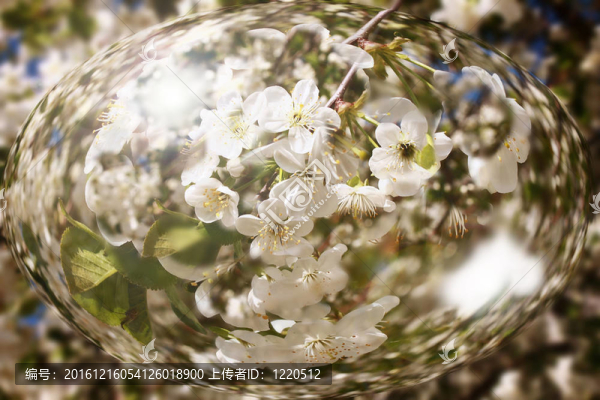櫻花樹枝