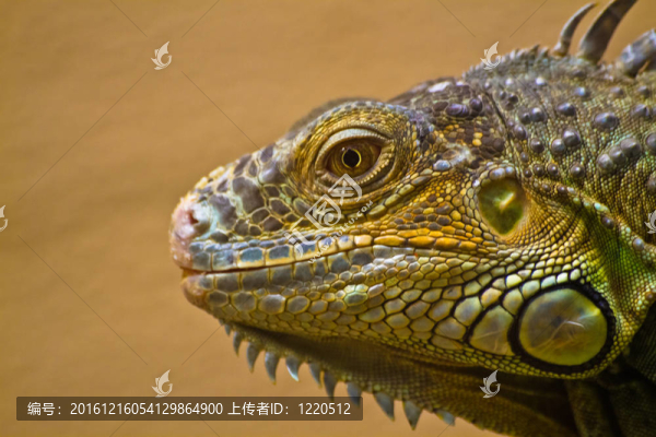 綠色和黃色的變色龍?jiān)趧?dòng)物園