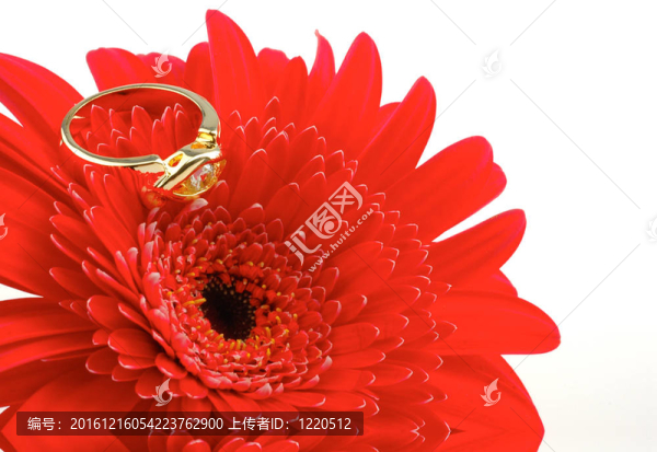 鮮紅的花朵上有金色的戒指