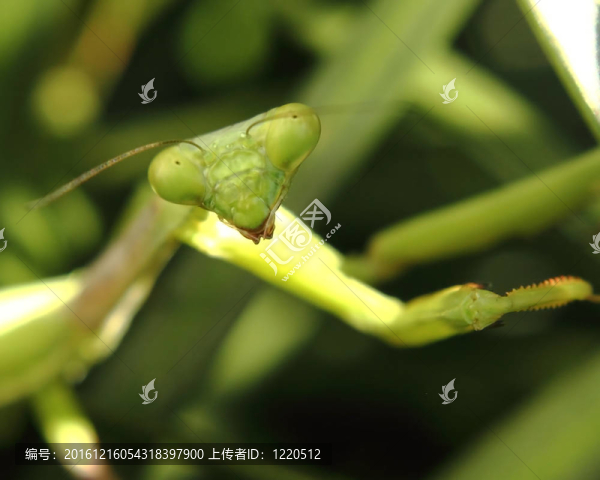 螳螂
