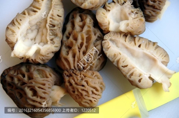 和黃刀羊肚菌