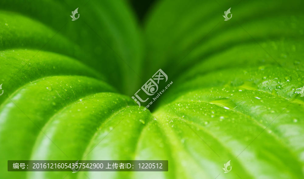 露水草；水；背景