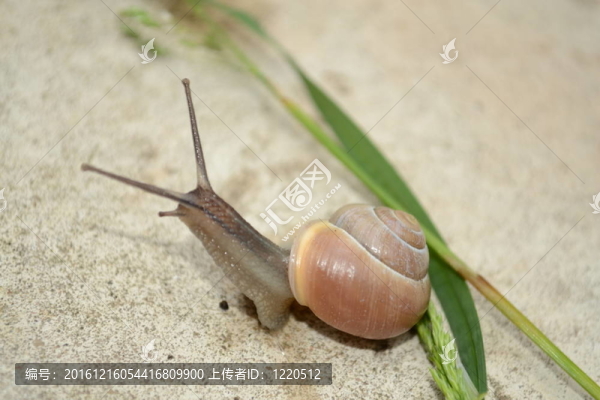 蝸牛