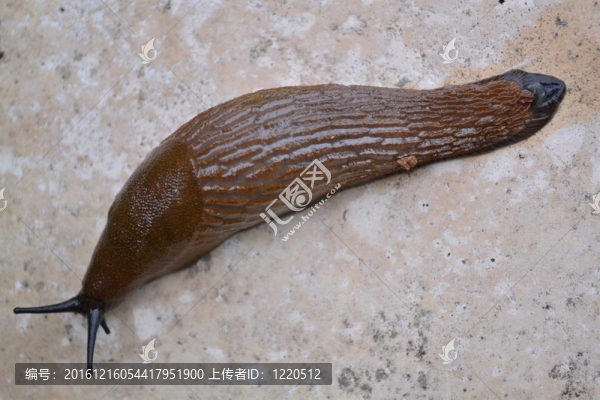 蝸牛在石頭上